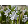 bellaflora Gartencenter GmbH