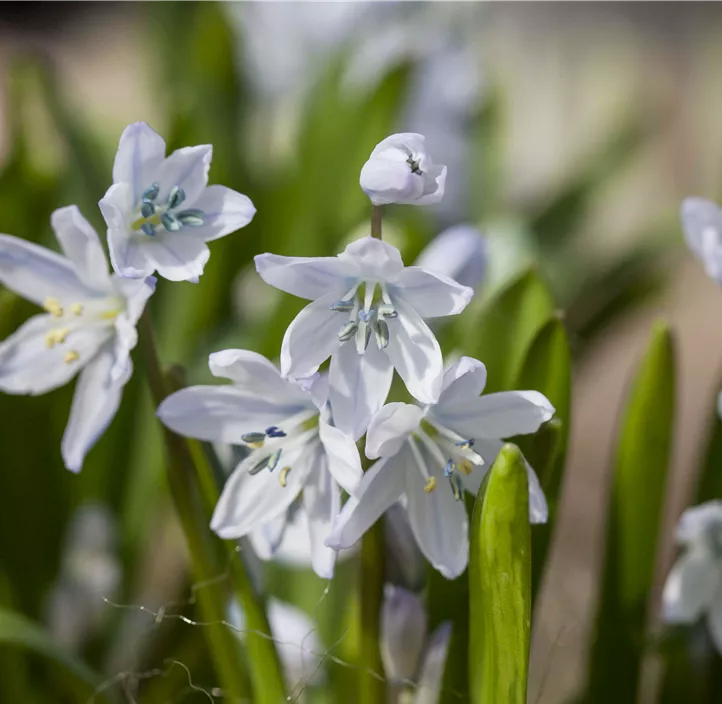 Kaukasischer Blaustern