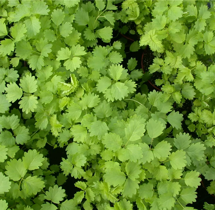 Kleiner Wiesenknopf