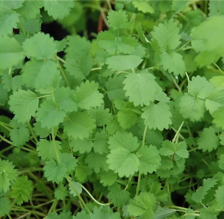 Kleiner Wiesenknopf