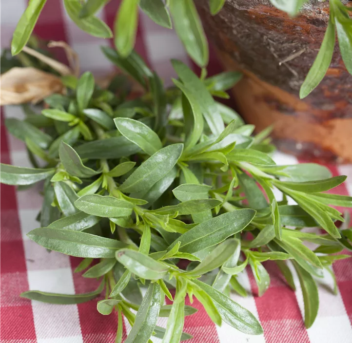 Sommer-Bohnenkraut