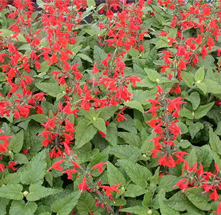 Mandarinen-Salbei 'Scarlet Tangerine'