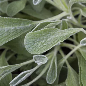 Sideritis syriaca HeilkräuterPotburri