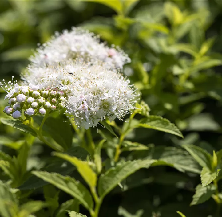 Sommerspiere 'Albiflora'