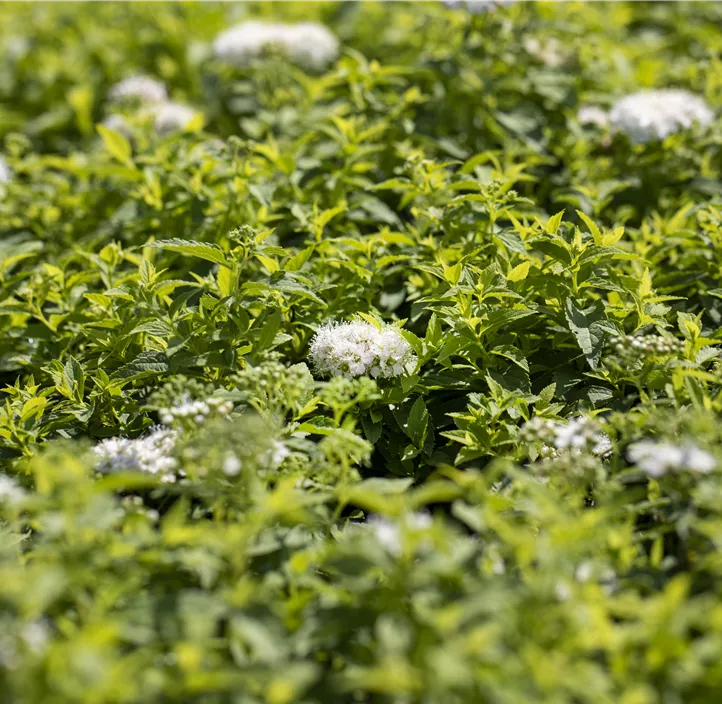 Sommerspiere 'Albiflora'