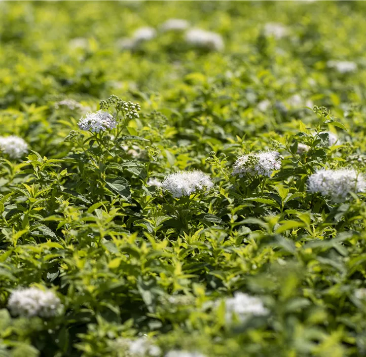 Sommerspiere 'Albiflora'