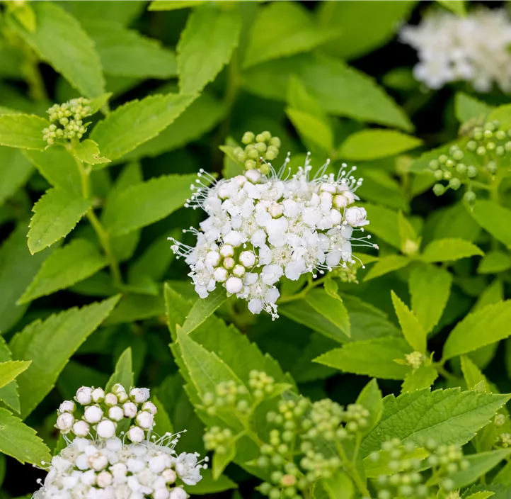 Sommerspiere 'Albiflora'