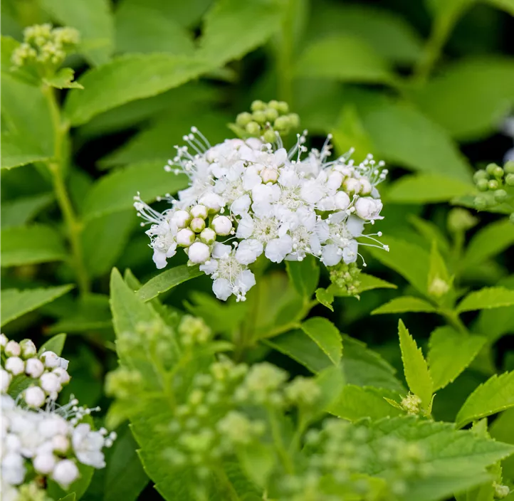 Sommerspiere 'Albiflora'