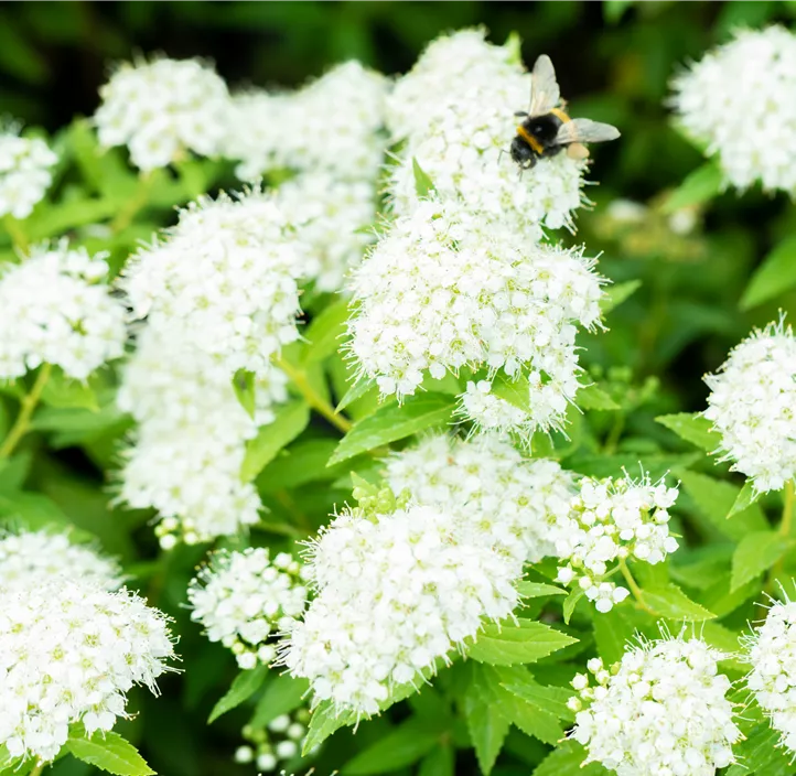 Sommerspiere 'Albiflora'