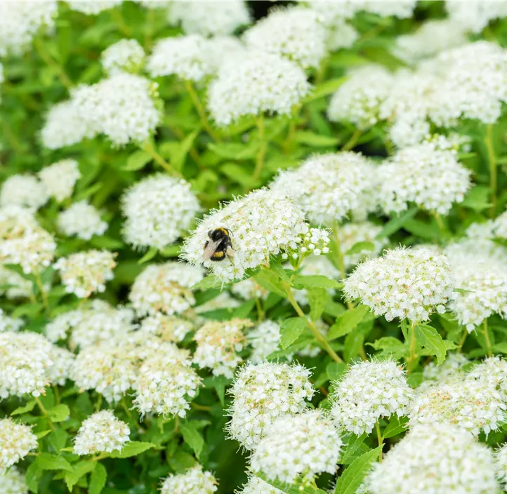 Sommerspiere 'Albiflora'