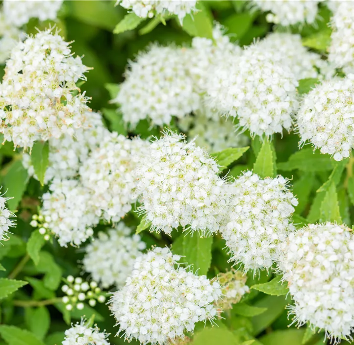 Sommerspiere 'Albiflora'