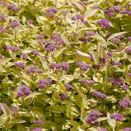 Spiraea japonica Golden Princess