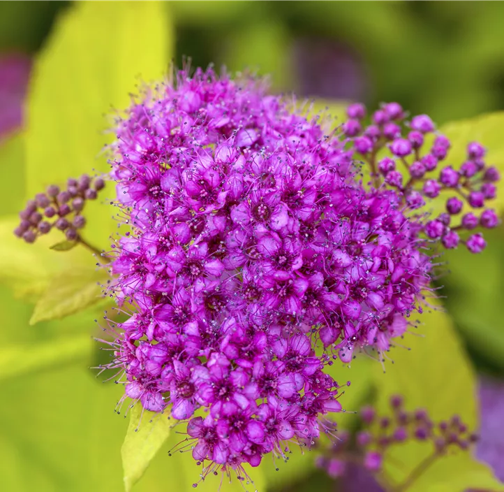 Sommerspiere 'Golden Princess'