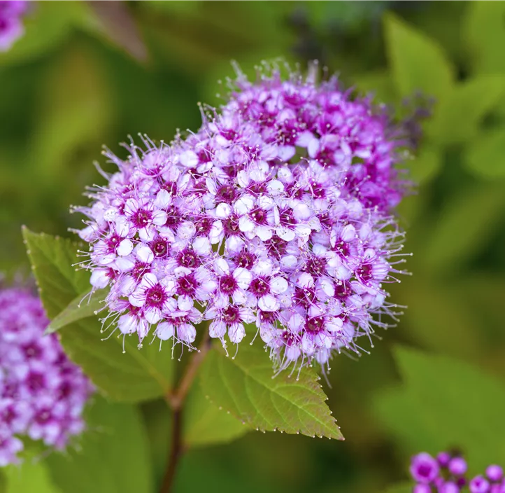 Sommerspiere 'Golden Princess'