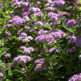 Spiraea japonica Little Princess