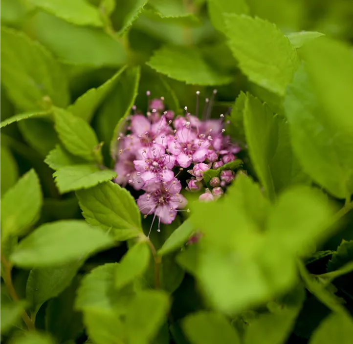 Sommerspiere 'Little Princess'