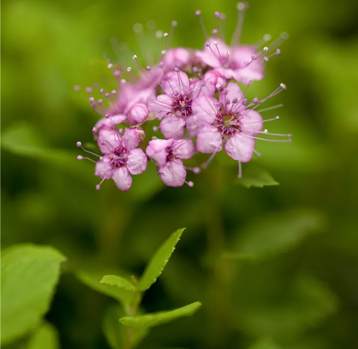 Sommerspiere 'Little Princess'