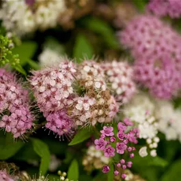 Spiraea japonica Shirobana