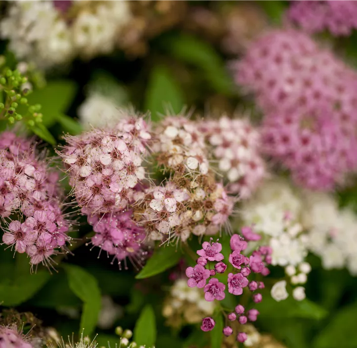 Sommerspiere 'Shirobana'