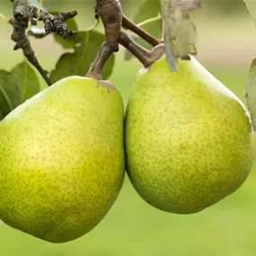 Pyrus communis Präsident Drouard