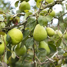 Pyrus communis Alexander Lucas