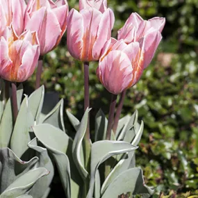 Tulipa Hyride Pretty Princess