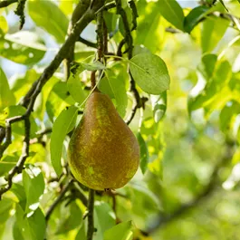 Pyrus communis Boscs Flaschenbirne