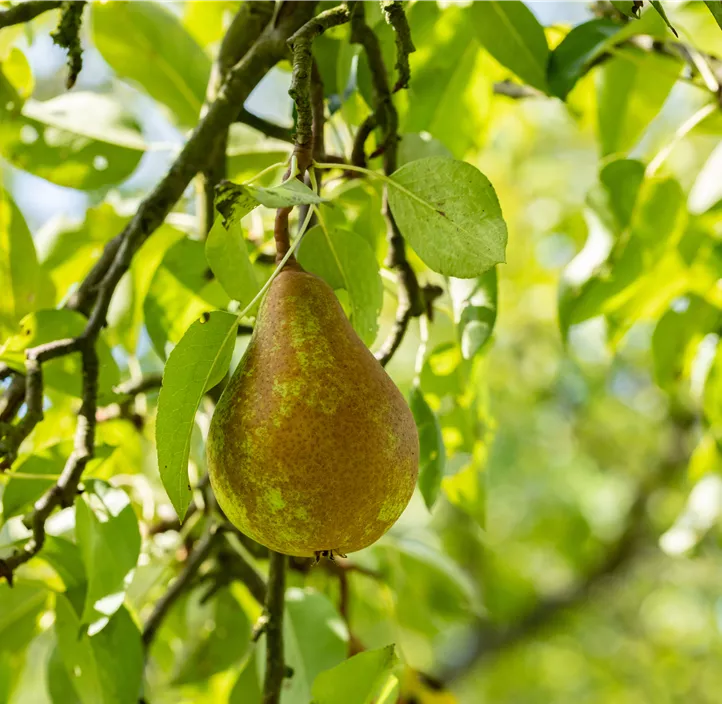 Birne 'Bosc´s Flaschenbirne'