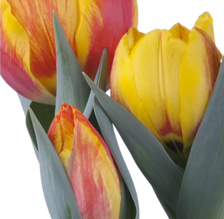 Tulpe 'Flair'