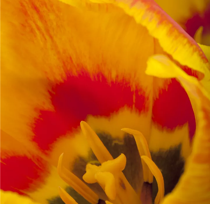 Tulpe 'Flair'