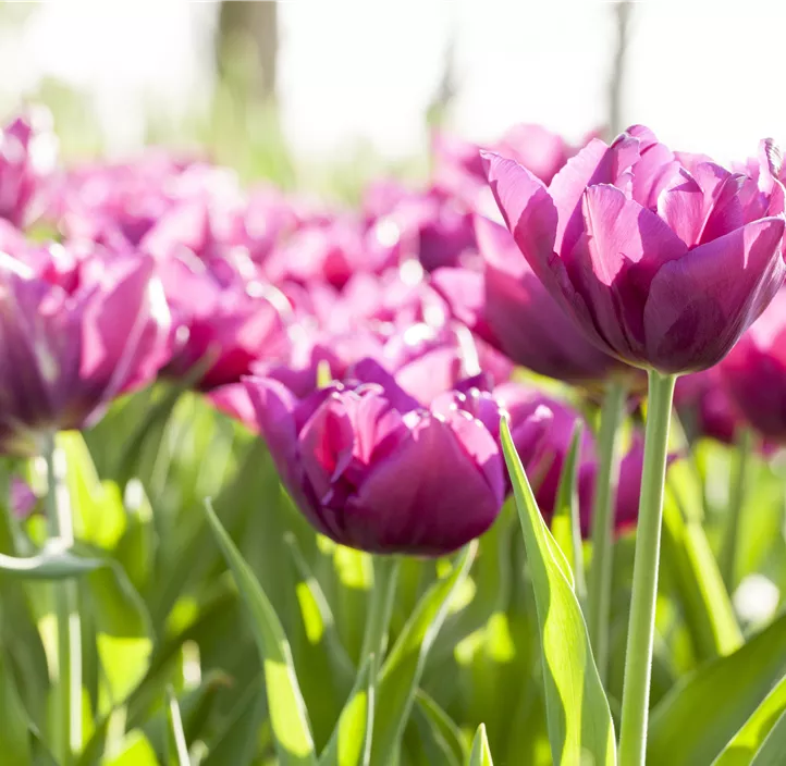 Tulpe 'Lilac Star'