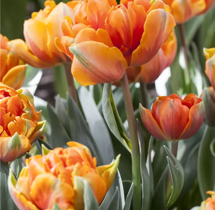 Tulpe 'Orange Princess'