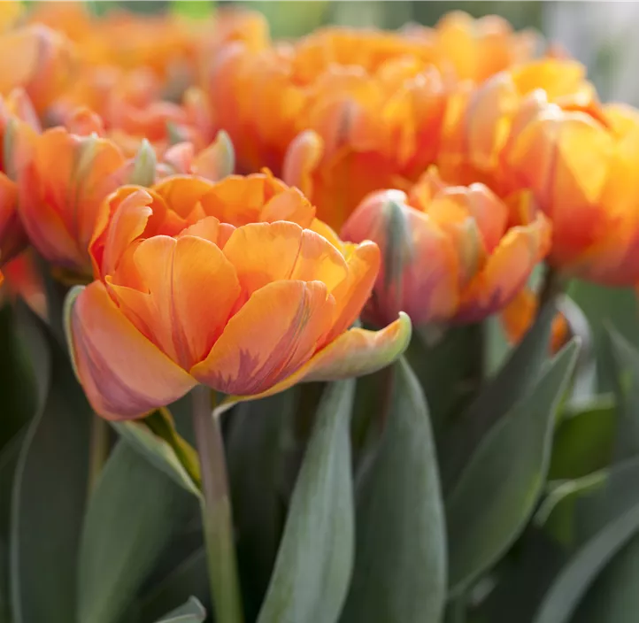 Tulpe 'Orange Princess'