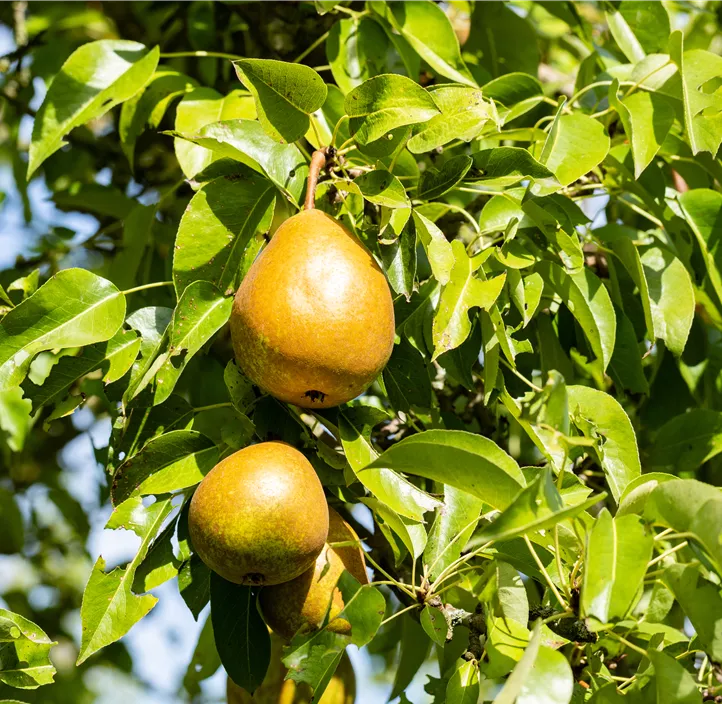 Birne 'Bosc´s Flaschenbirne'