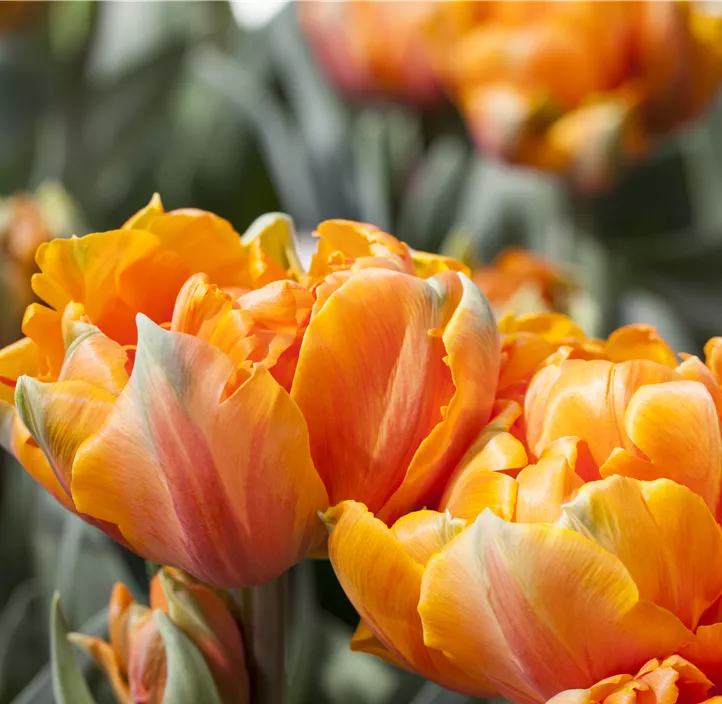 Tulpe 'Orange Princess'