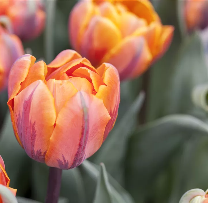 Tulpe 'Orange Princess'