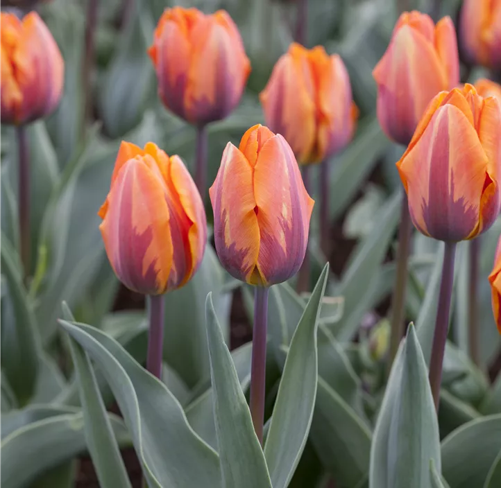 Tulpe 'Prinses Irene'