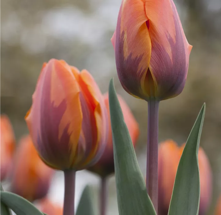 Tulpe 'Prinses Irene'