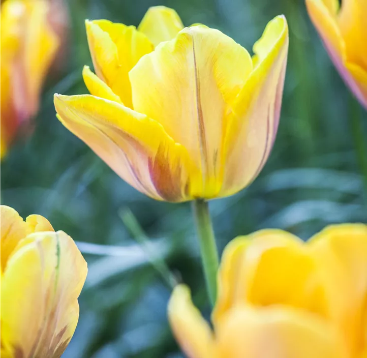 Tulpe 'Prinses Irene'