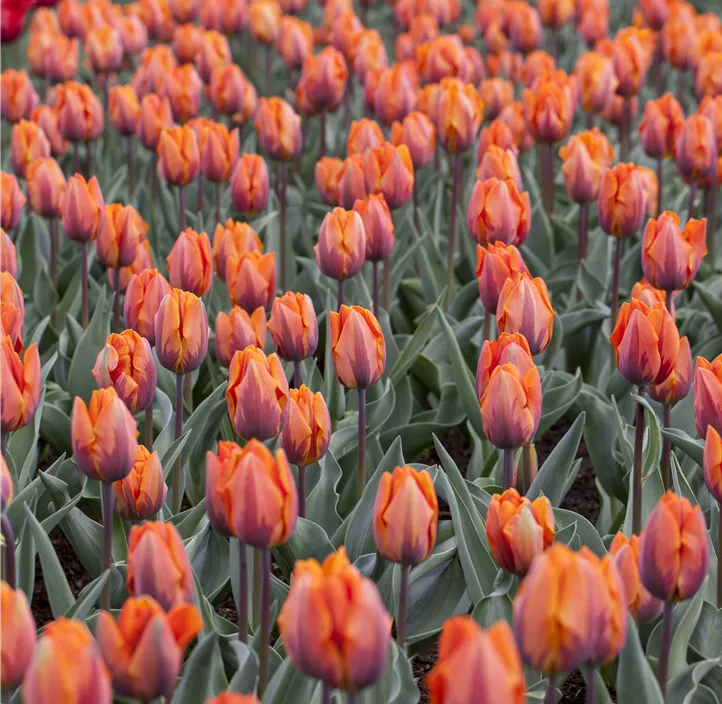 Tulpe 'Prinses Irene'