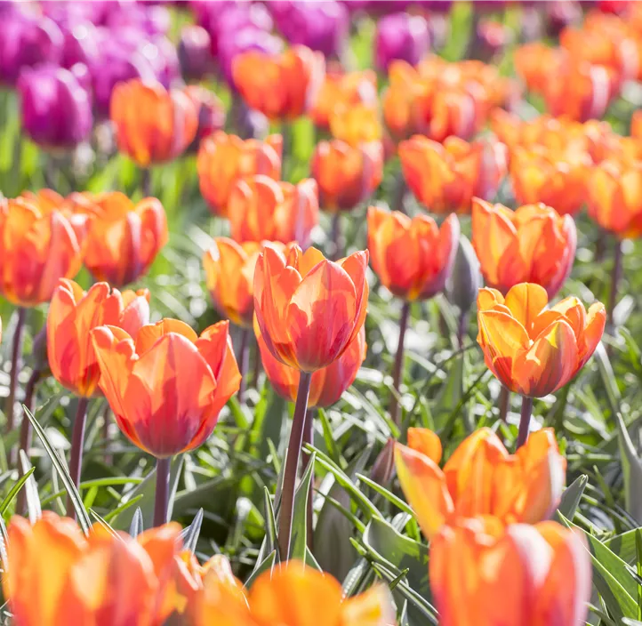 Tulpe 'Prinses Irene'