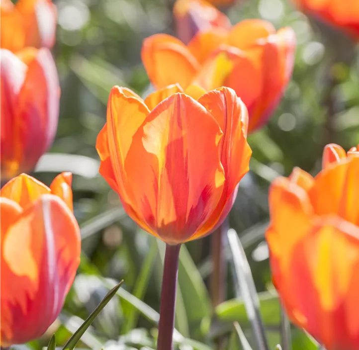 Tulpe 'Prinses Irene'