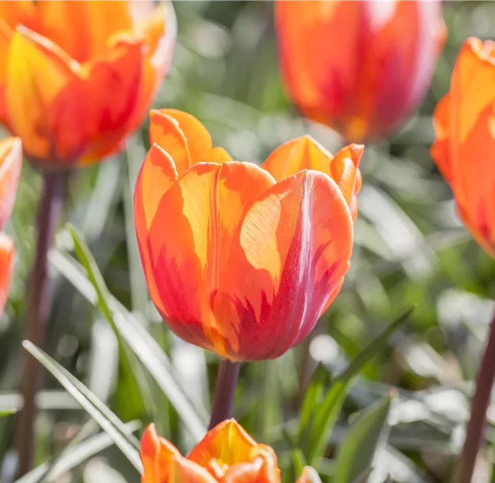 Tulpe 'Prinses Irene'