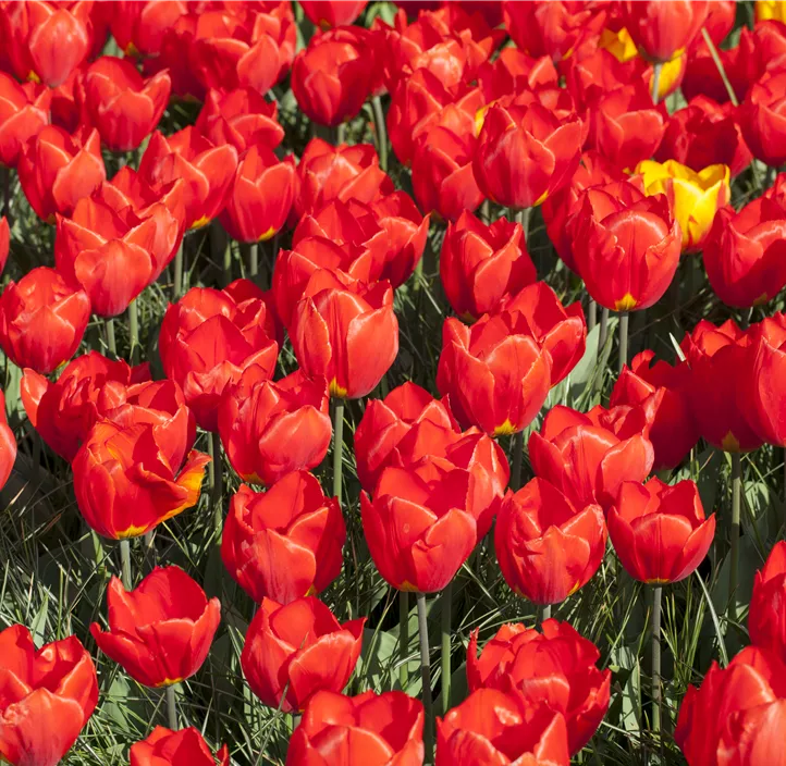 Tulpe 'Red Paradise'