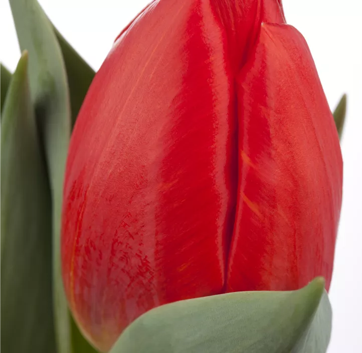 Tulpe 'Red Paradise'