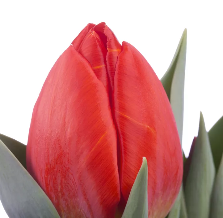 Tulpe 'Red Paradise'