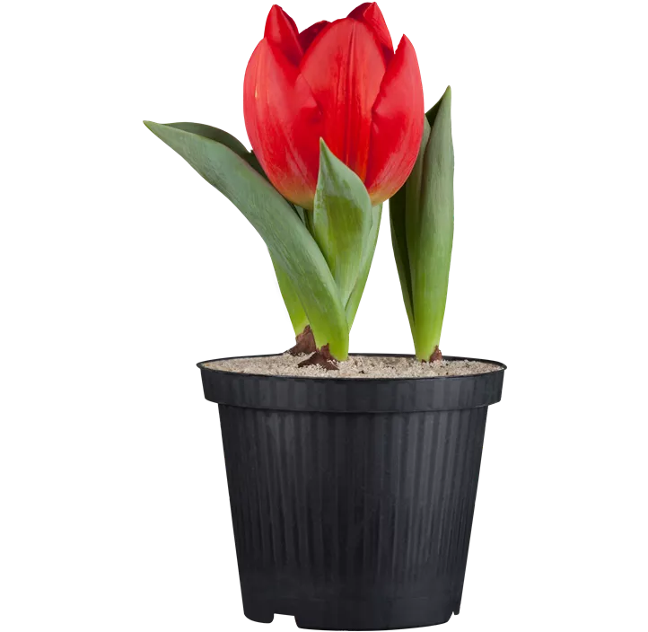 Tulpe 'Red Paradise'