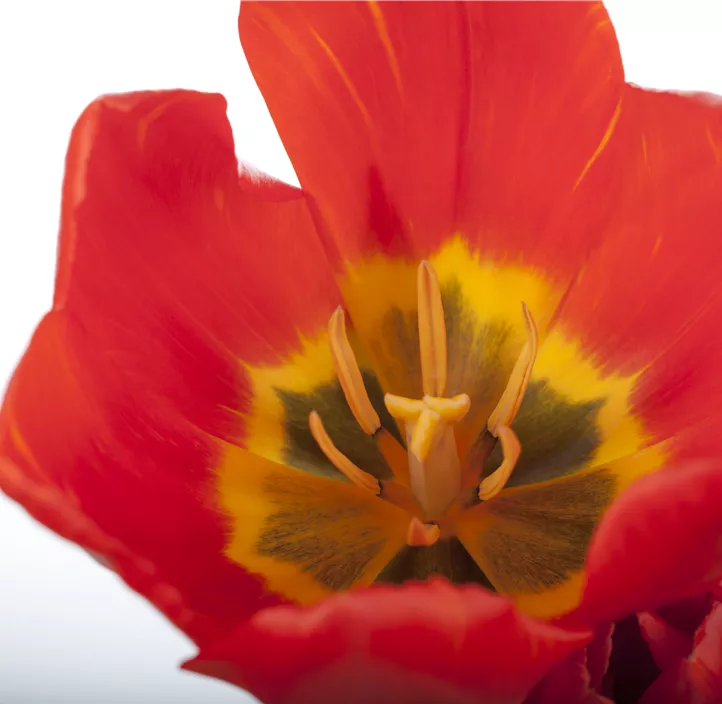 Tulpe 'Red Paradise'