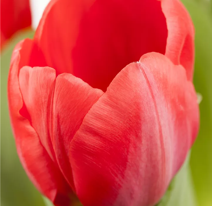 Tulpe 'Red Paradise'