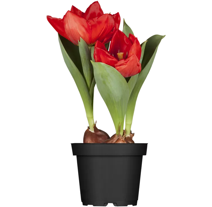 Tulpe 'Red Paradise'